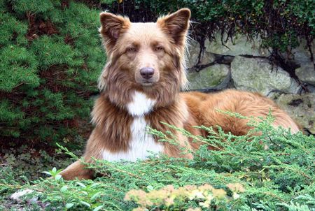 Australian Shepherd Unsere Enya im Garten 