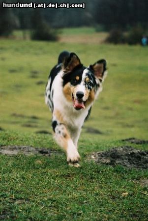 Australian Shepherd