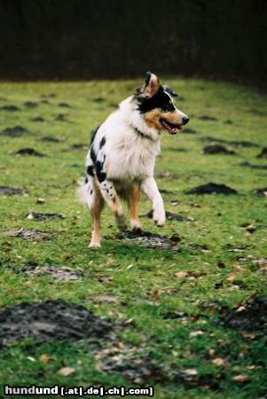 Australian Shepherd