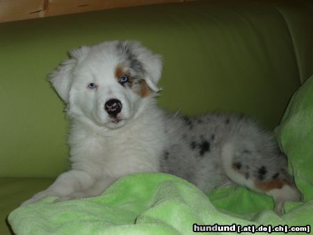 Australian Shepherd Filou