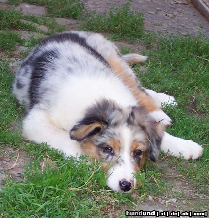 Australian Shepherd Darling's Gentle Feivel