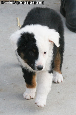 Australian Shepherd Fifty-Fifty