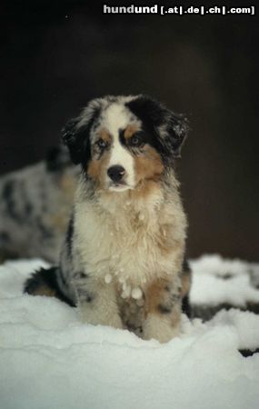 Australian Shepherd Ténor.Liebhaberzucht DU CORAL TWIVRO / Elsass / Frankreich