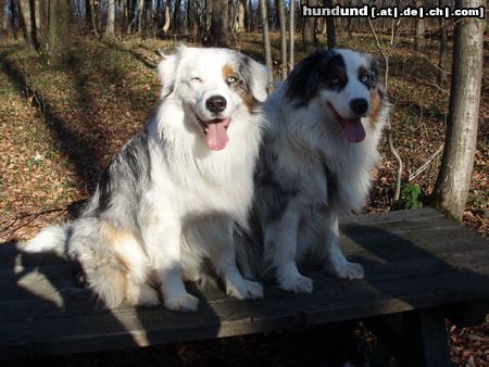 Australian Shepherd Filou & sein Bruder Mango