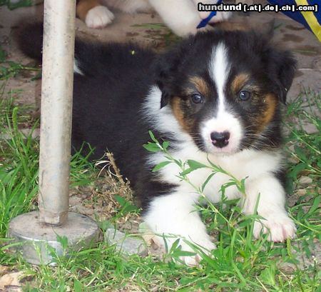 Australian Shepherd Darling's Finja