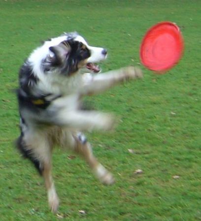 Australian Shepherd Shanti