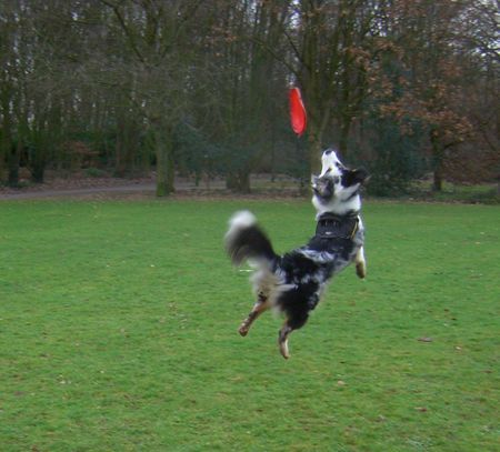 Australian Shepherd Shanti