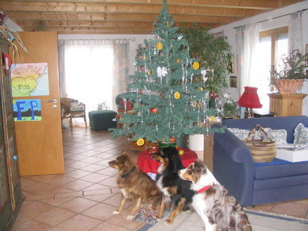 Australian Shepherd Waiting for.....Christmas!