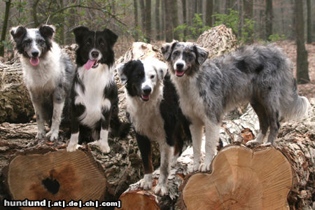 Australian Shepherd Geschwister, 2. Geburtstag