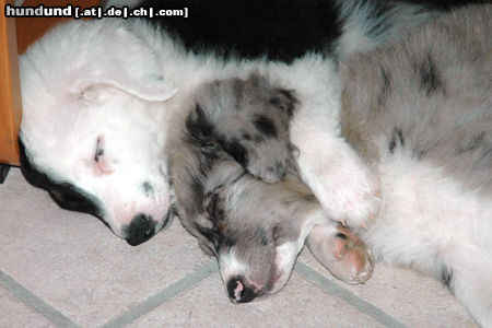 Australian Shepherd Geschwisterliebe