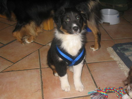 Australian Shepherd Zessko