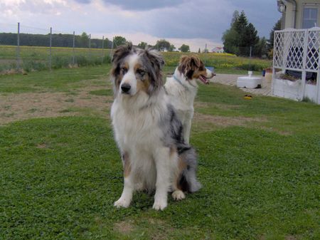 Australian Shepherd und ich krieg ihn doch