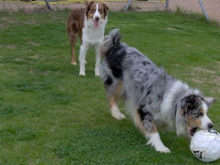 Australian Shepherd und jetzt hab ich ihn