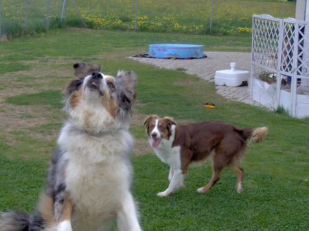 Australian Shepherd wo fliegt er?