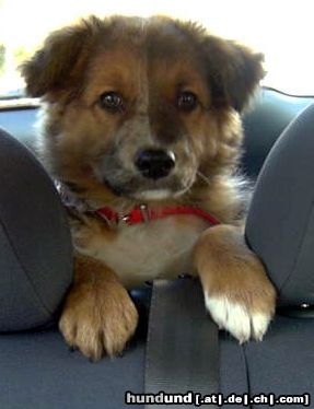 Australian Shepherd Unser Sasko