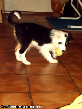 Australian Shepherd Unsere kleine Amy!