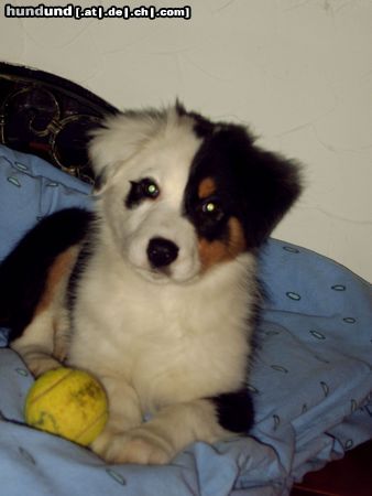 Australian Shepherd Ballspiel