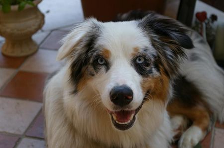 Australian Shepherd Lovely Workaholic\'s Great Tara - 9 Monate