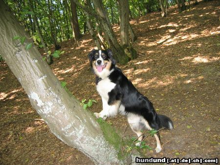 Australian Shepherd