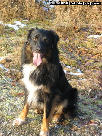 Australian Shepherd Jerry