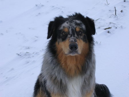 Australian Shepherd Luke mit 12 Monaten im ersten Schnee