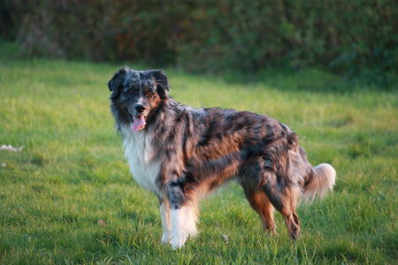 Australian Shepherd Dakota im Sonnenuntergang