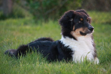 Australian Shepherd Savage im Garten