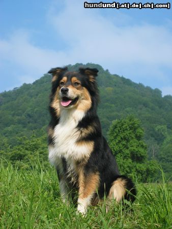 Australian Shepherd Bohran, der schöne Hollander