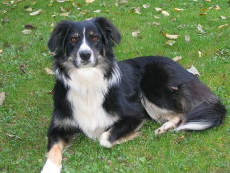 Australian Shepherd Sandy