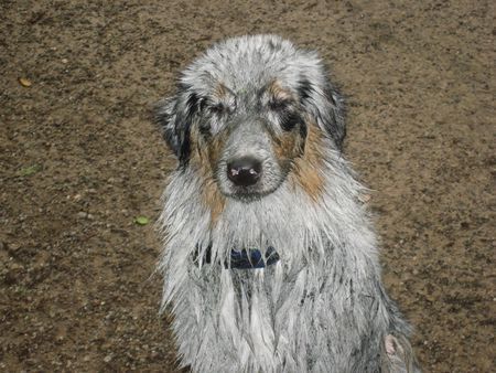 Australian Shepherd Shiva - Aussie mit Schweine-Gen :-)