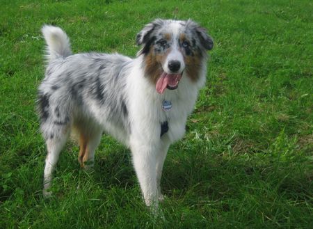 Australian Shepherd Colonia´s little Bandit - Shiva