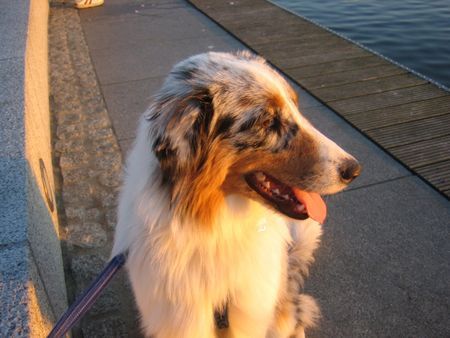 Australian Shepherd Sundowner Aussie