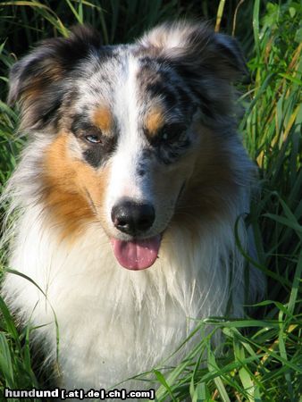 Australian Shepherd Immer wachsam !