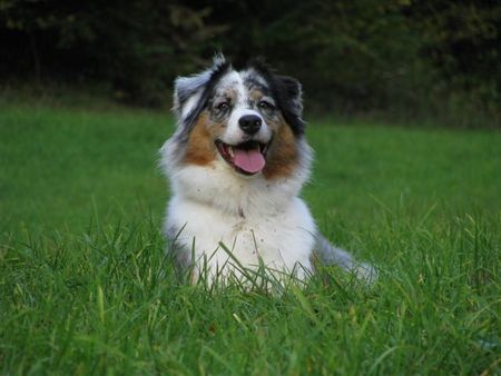 Australian Shepherd Chica