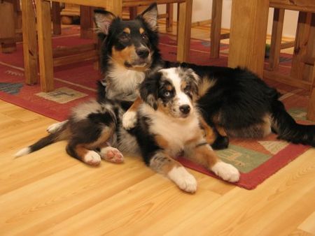 Australian Shepherd Unsere 2 Aussies, 6 und 2 Monate alt