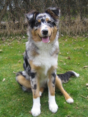 Australian Shepherd Luke