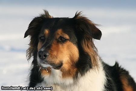 Australian Shepherd Emma