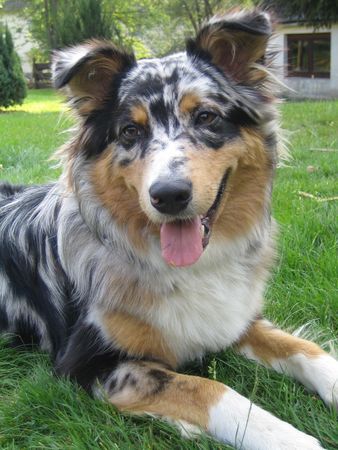 Australian Shepherd Mein Luke