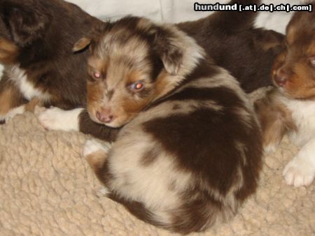 Australian Shepherd Impression of Merlin