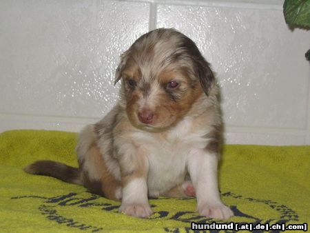 Australian Shepherd Aussie-Welpe \