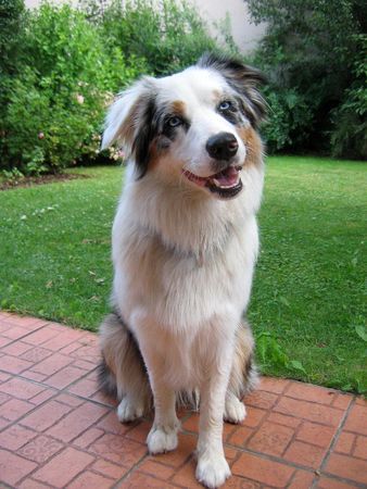 Australian Shepherd Lovely Workaholic's Great Tara - 9 Monate