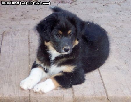 Australian Shepherd Wer hat mich lieb? Darling's Dream With Janice