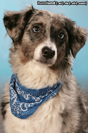 Australian Shepherd Jeannies Passfoto