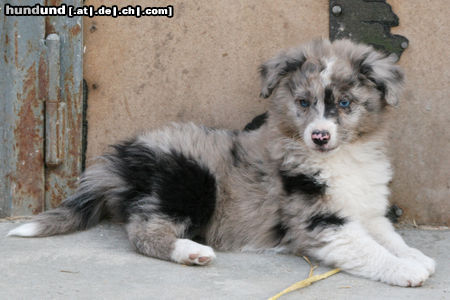 Australian Shepherd Jeannie