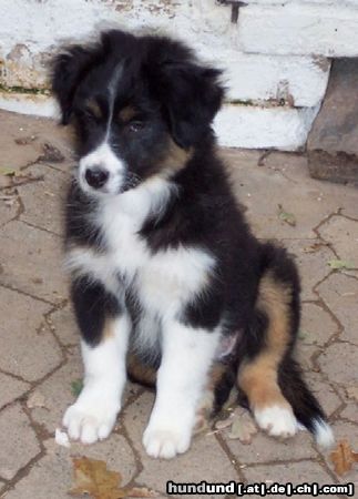 Australian Shepherd Darling's Joy