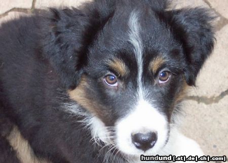 Australian Shepherd Wer hat mich lieb? -Darling's Joy- geb.04.08.04