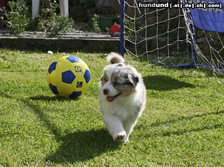 Australian Shepherd Aussie Welpen