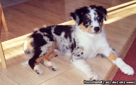 Australian Shepherd Kenny ...12 Wochen...