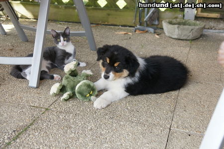 Australian Shepherd Kiowa und Kalif