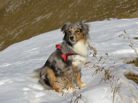 Australian Shepherd Belle Kanji from Black Boy Country